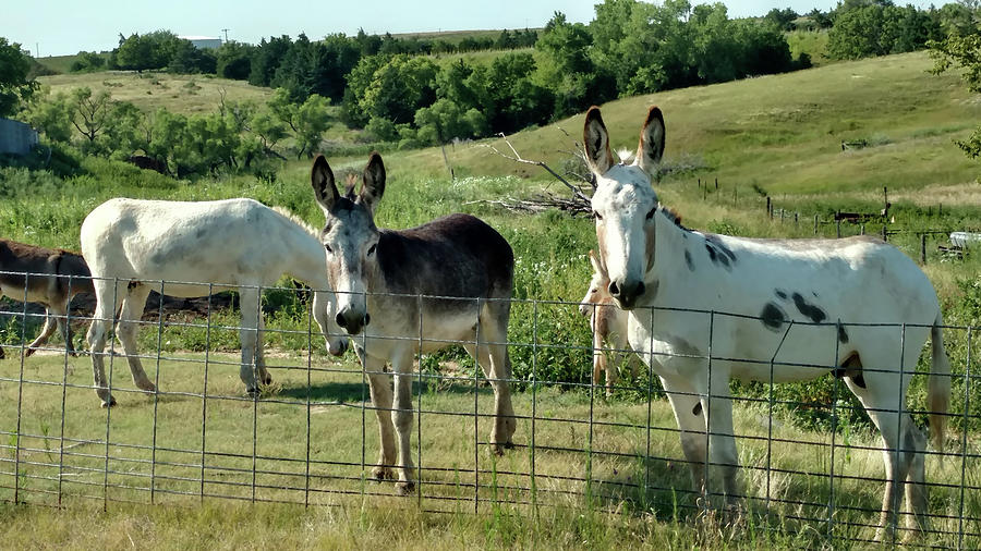 MULES and DONKEYS Photograph by Janis Schwartz - Fine Art America