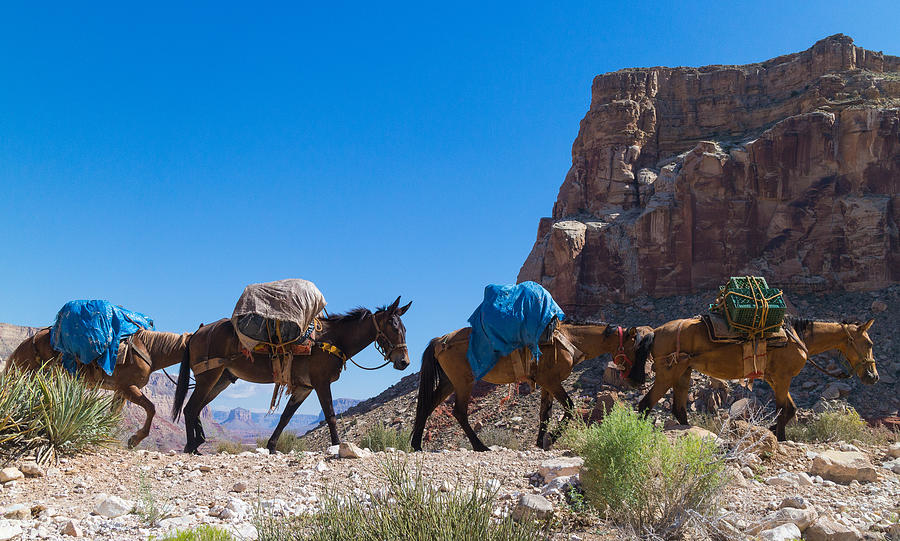 Mules carrying loads along the Havasu trail Photograph by littleting/Pradthana Jarusriboonchai