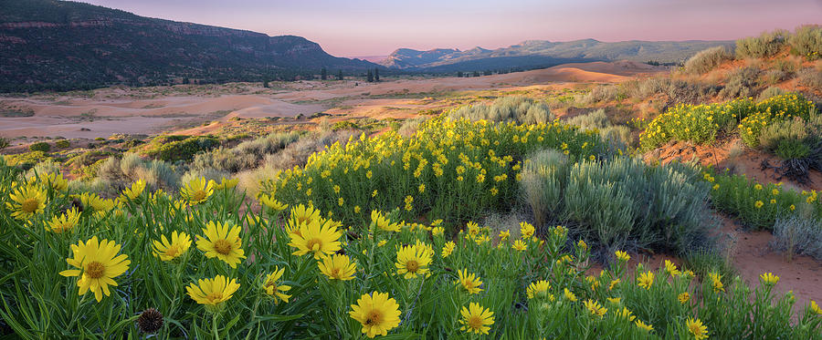 Mules ears, Wyethia mollis, flowers in desert, Coral Pink Sand Dunes ...