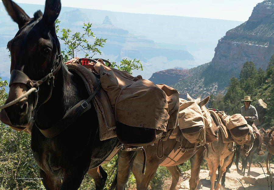 Mules on Bright Angel Trail Photograph by Phil Welsher