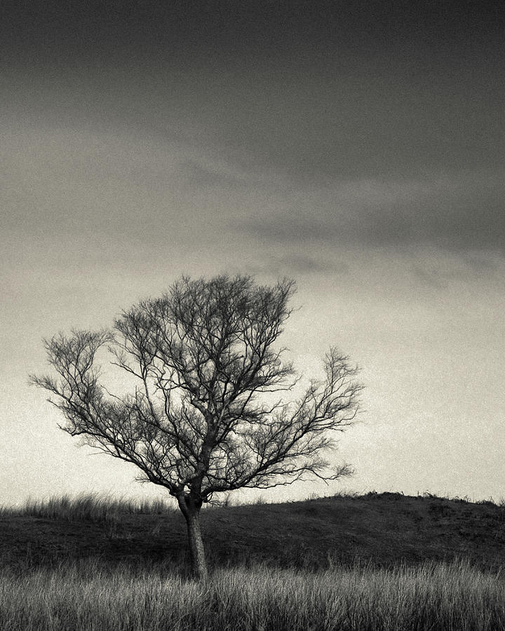 Nature Photograph - Mull Tree by Dave Bowman