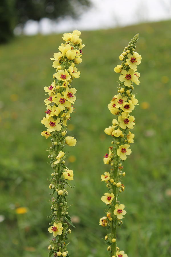 Mullein Flower Photograph by Jindra Noewi