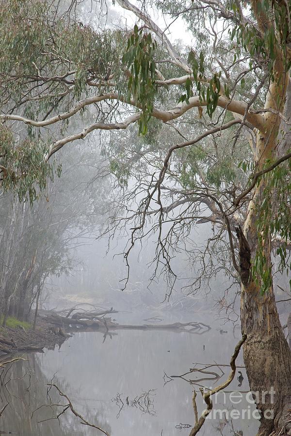 Tree Photograph - Mullinmur Billabong by Linda Lees