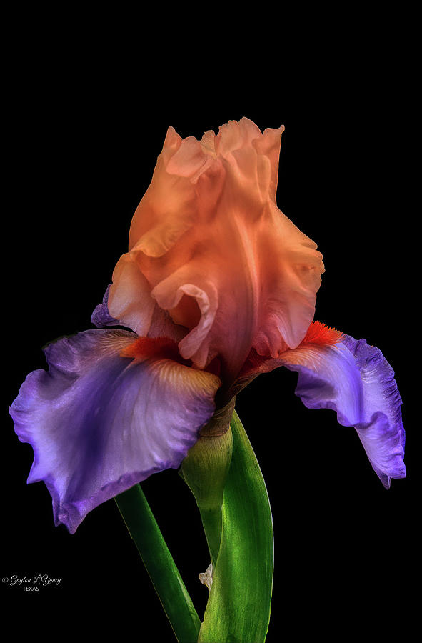 Multi-Color Iris Photograph by G Lamar Yancy