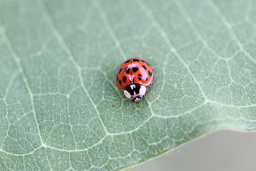 Asian Lady Beetle Photograph - Multi-colored Asian Lady Beetle by Callen Harty Asian Lady Beetle Photograph - Multi-colored Asian Lady Beetle by Callen Harty
