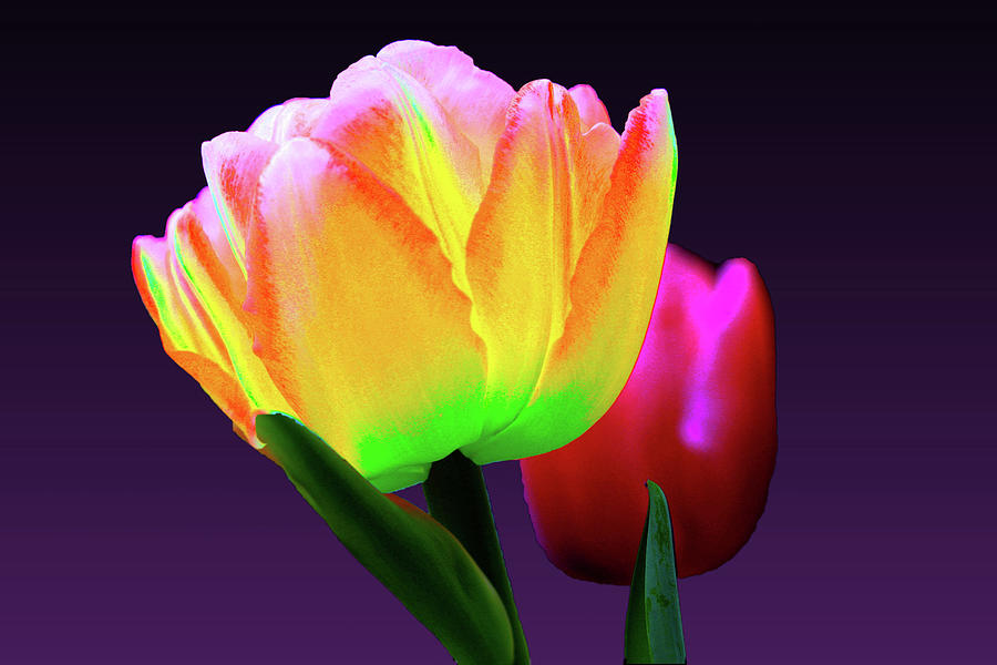 Multi-colored Brilliant Tulip Digital Art by Paul DArcangelo - Fine Art ...