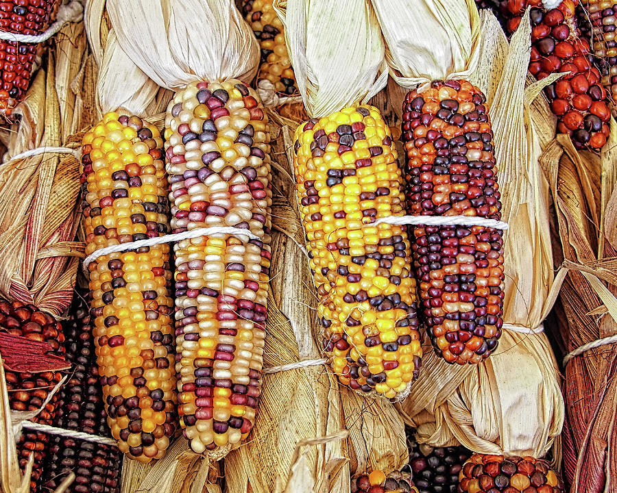 Multi Colored Corn Photograph by Scott Olsen