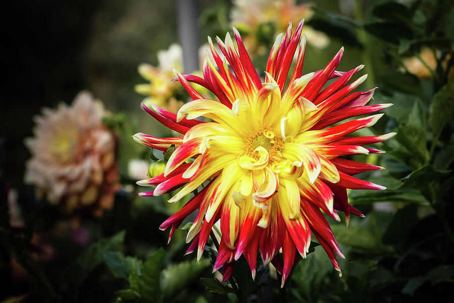 Multi-colored Dahlia Photograph by Craig A Walker