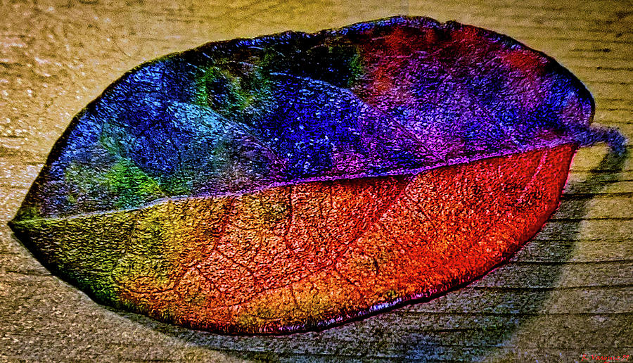 Multi Colored Leaf Photograph by Rene Vasquez