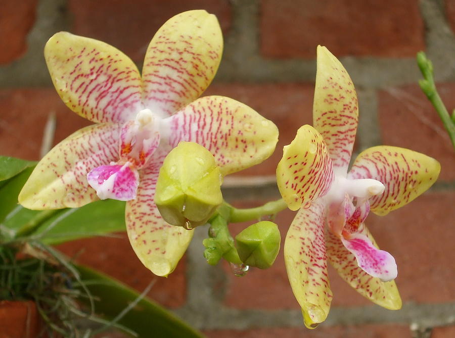 Multi-Colored Orchids Photograph by Barbara Keith