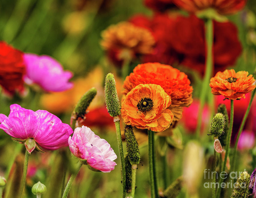 Multi-colored Persian Buttercups Photograph by Abigail Diane Photography