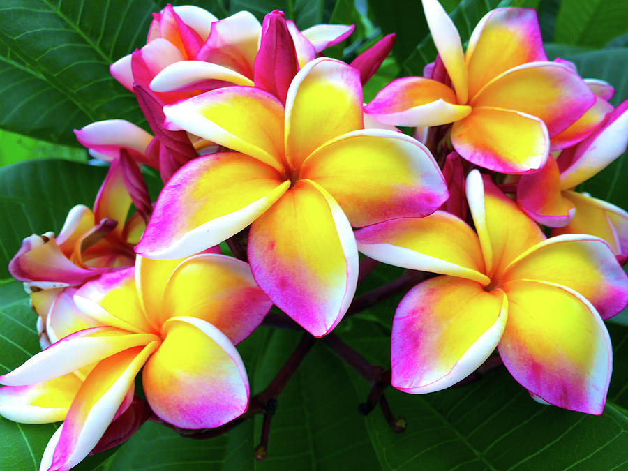 Multi-colored Plumeria Blooms Photograph by Alastair Worden - Fine Art ...