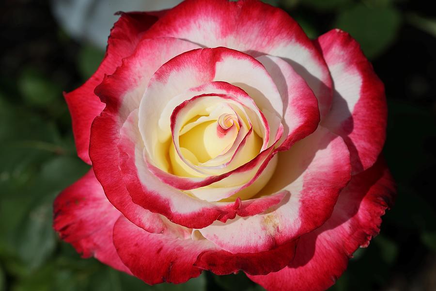 Multi-colored Rose Photograph by Mingming Jiang