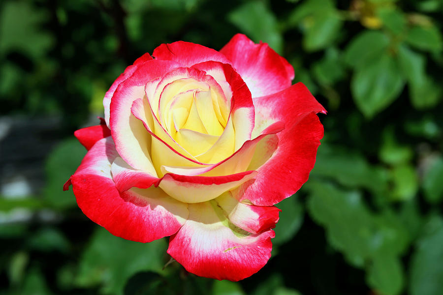 kiezen Calligrapher betekenis Multi-Colored Rose Photograph by Tony Huffaker - Pixels