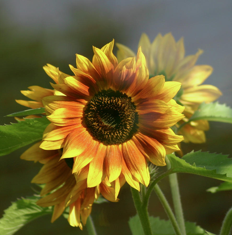 Multi-colored sunflower Photograph by Melanie Rissler - Fine Art America
