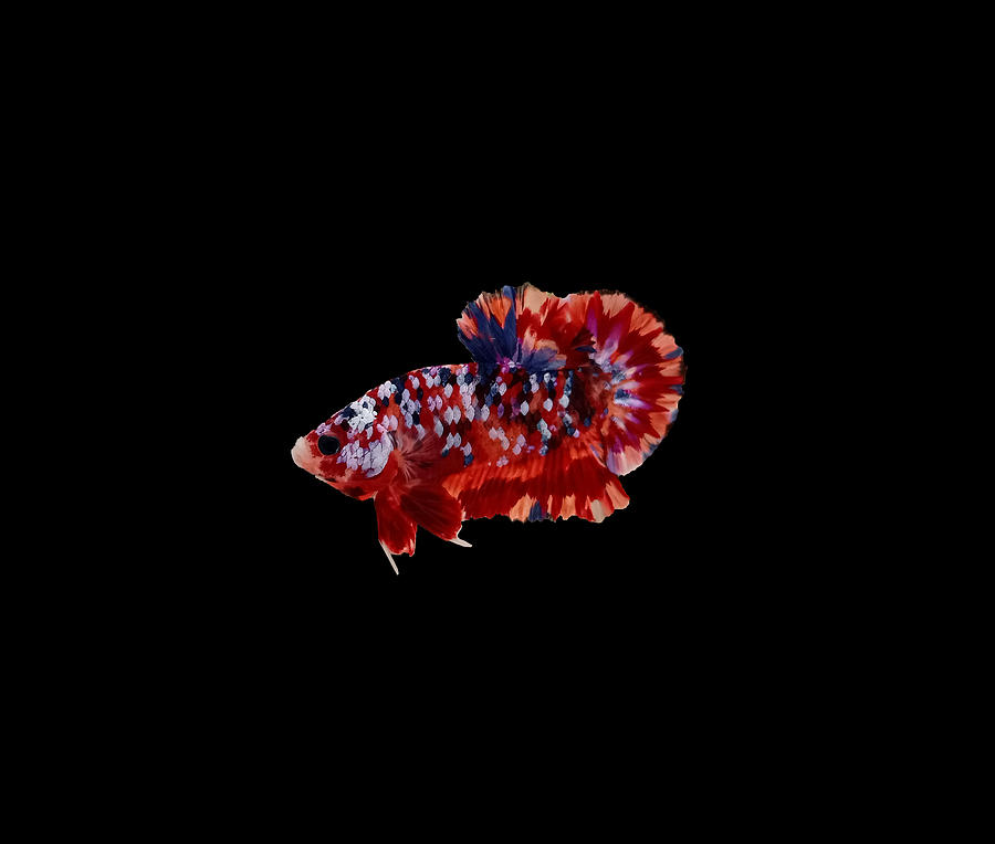 Multicolor Betta Fish Digital Art by Sambel Pedes