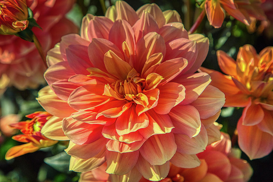 Multicolor Dahlia Photograph by Loyd Towe Photography