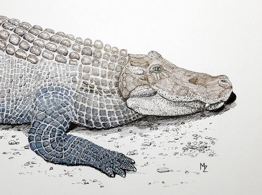 Multicolored Alligator Drawing by Margaret Zabor