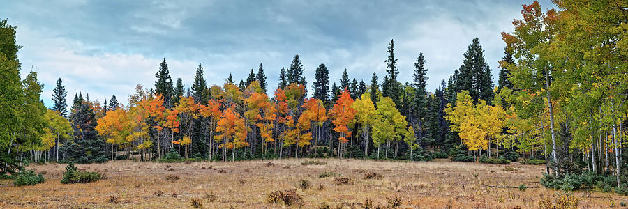 Multicolored Aspen Grove on the way to Hopewell Lake - Carson National Forest - Northern New Mexico Photograph by Silvio Ligutti