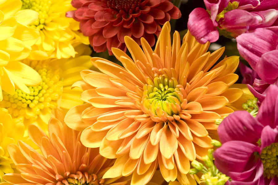 Multicolored Chrysanthemums background Photograph by Pears2295