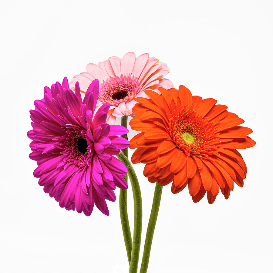 Multicolored Daisies Photograph by Sandi Kroll