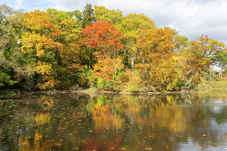 Multicolored Lakeside Autumn - Grenadier Pond in High Park Toronto Photograph by Georgia Mizuleva