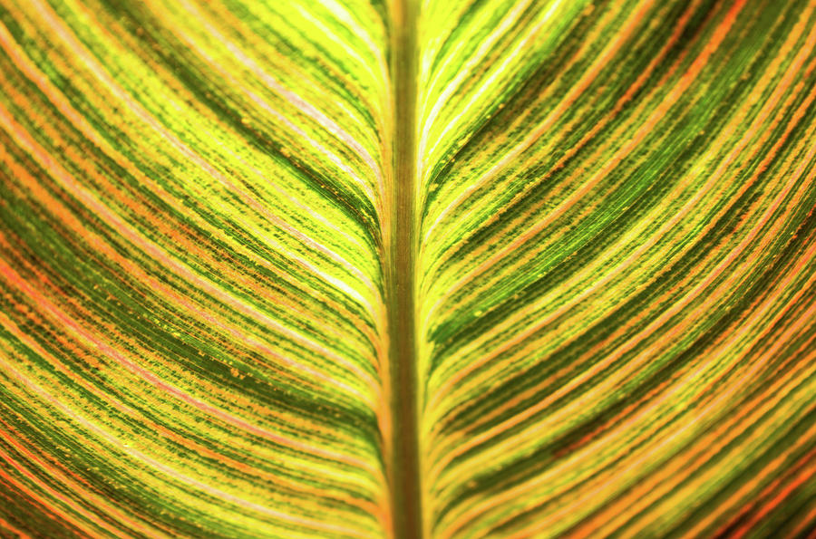 Multicolored Leaf Photograph by Amy Sorvillo