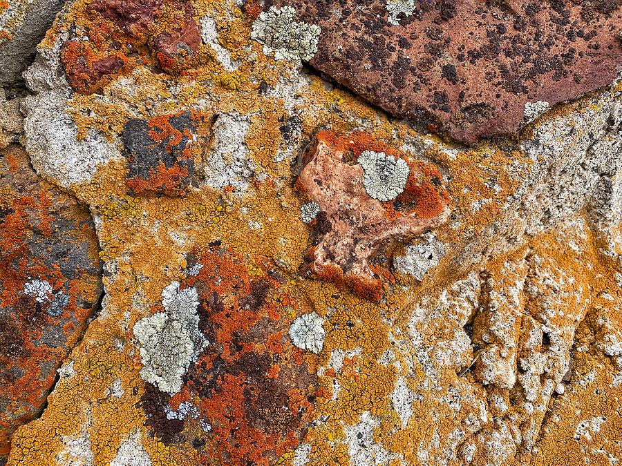 Multicolored Lichen on Rock Wall Photograph by Jerry Abbott