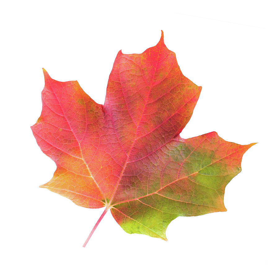 Multicolored Maple Leaf Photograph by Jim Hughes - Pixels