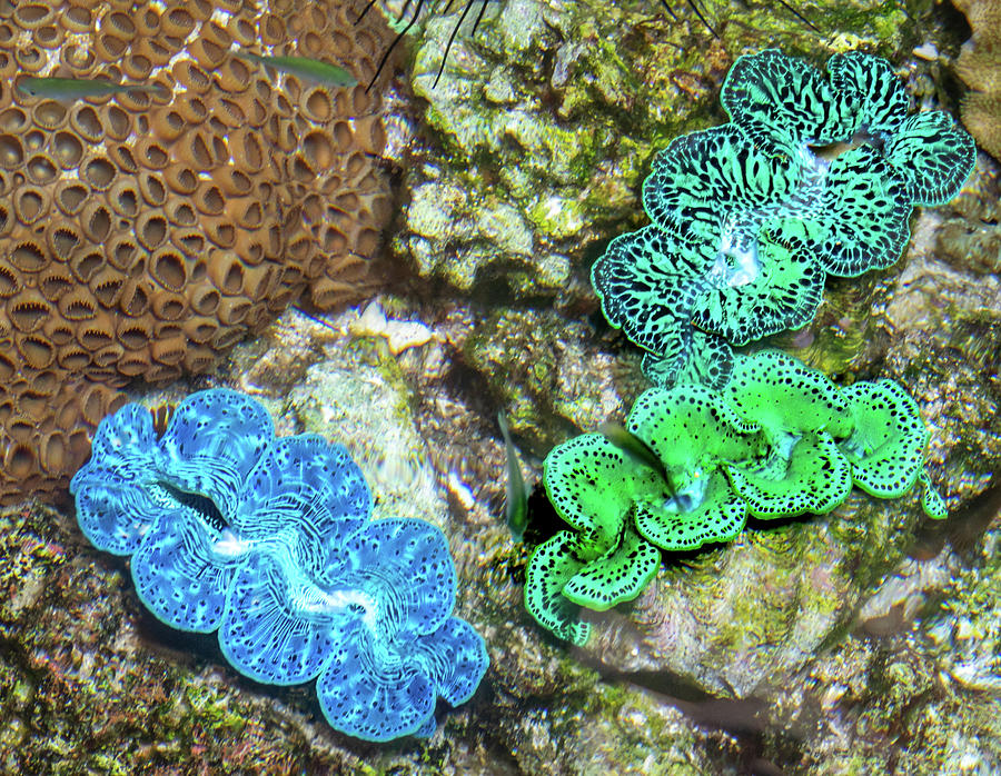 Multicolored Mollusks Photograph by David A Litman