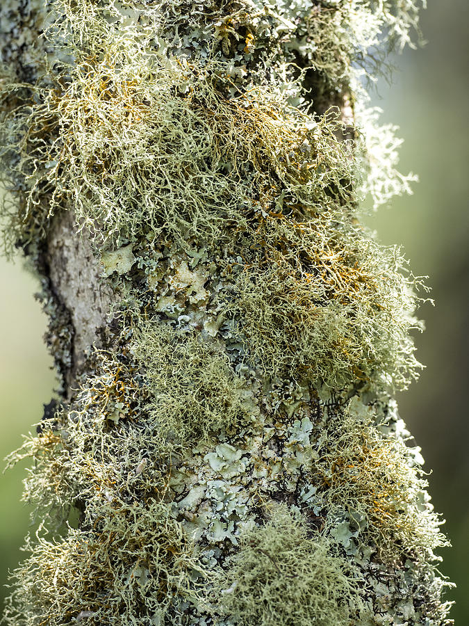Multicolored mosses and lichens in the  trunk of tree in a humid forest, Terceira Island in the Azores, Portugal. Photograph by Jose A. Bernat Bacete