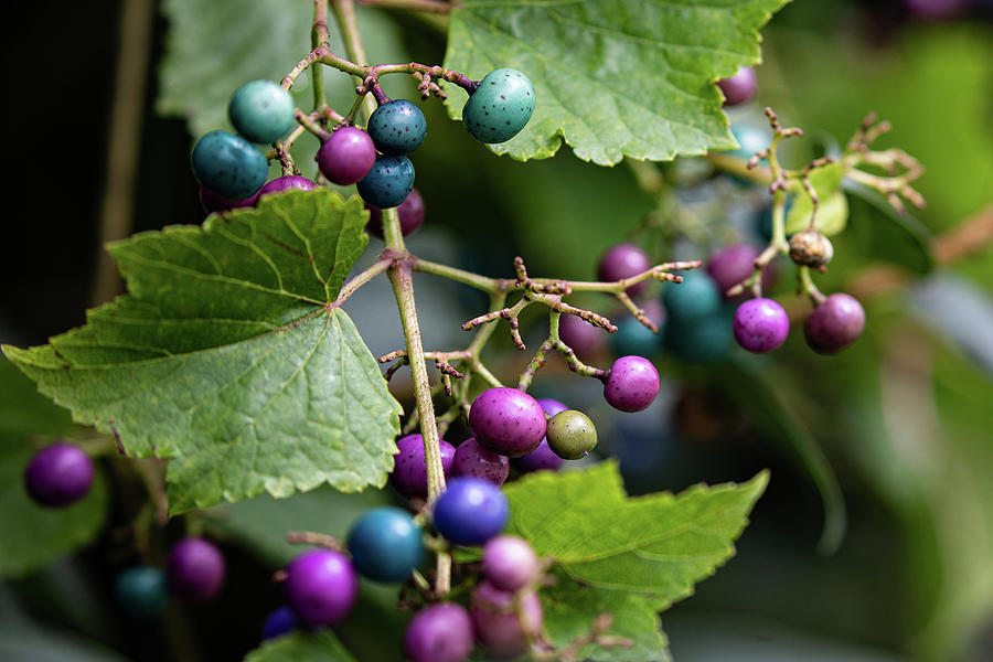 Multicolored Porcelain Berries Photograph by Denise Kopko