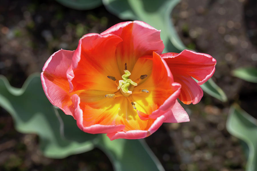 Multicolored Tulip Photograph by Dawn Cavalieri
