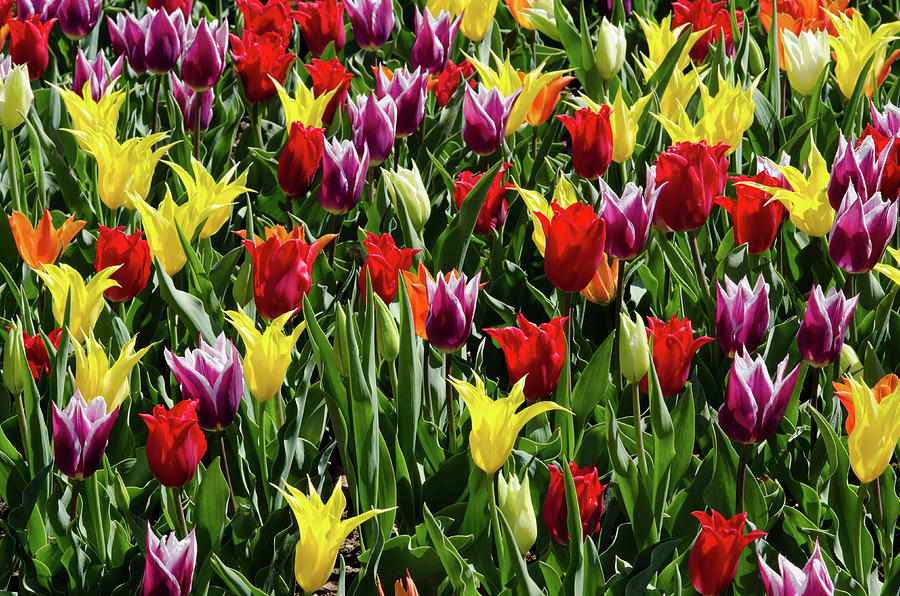 Multiple Color Tulips Photograph by Crystal Wightman