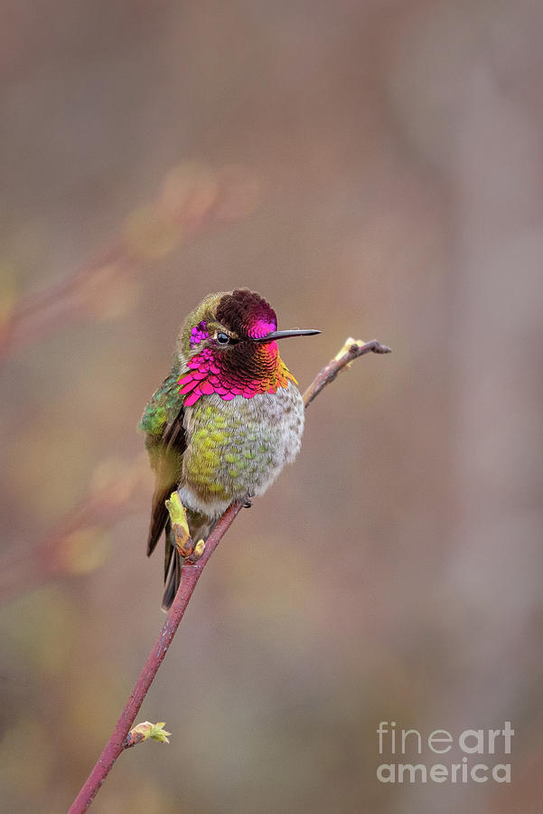 Multiple Colors of Annas Hummingbird Photograph by Nancy Gleason