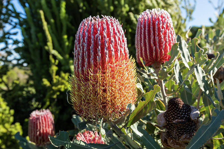 Multiple Menzies Banksia flowers Photograph by Chris De Blank Fine