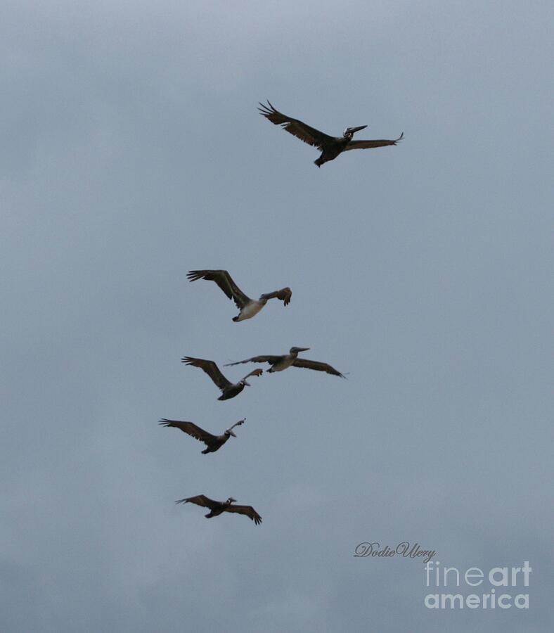 Multiple Pelicans Flying South Photograph by Dodie Ulery