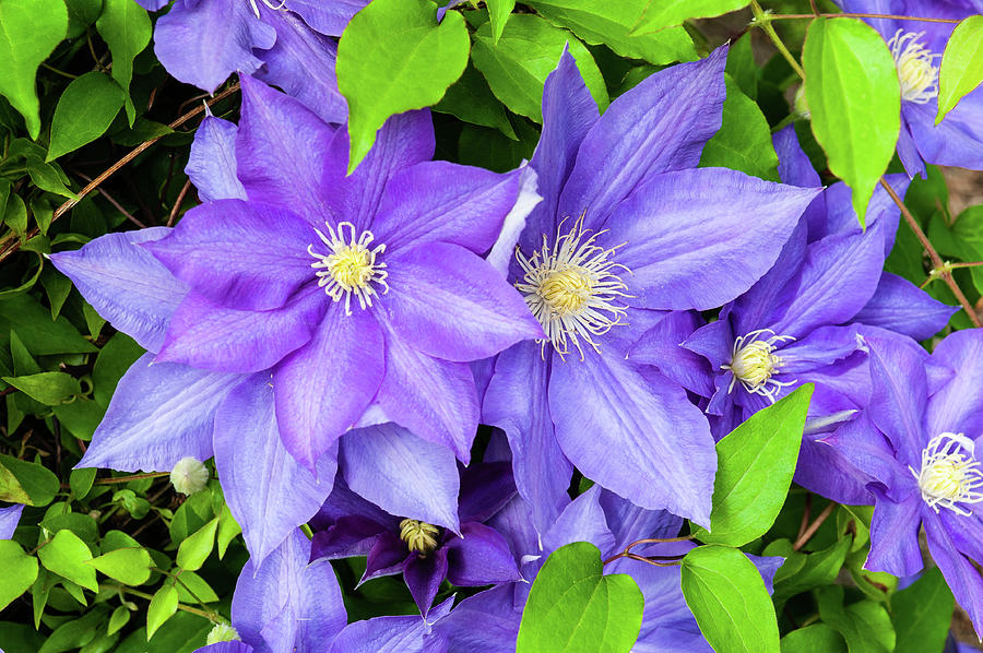 Multiple Purple Clematis Flower Photograph Photograph by Louis Dallara