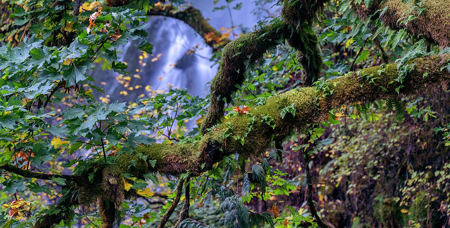 Multnomah Falls Forest Detail Photograph by Christopher Johnson
