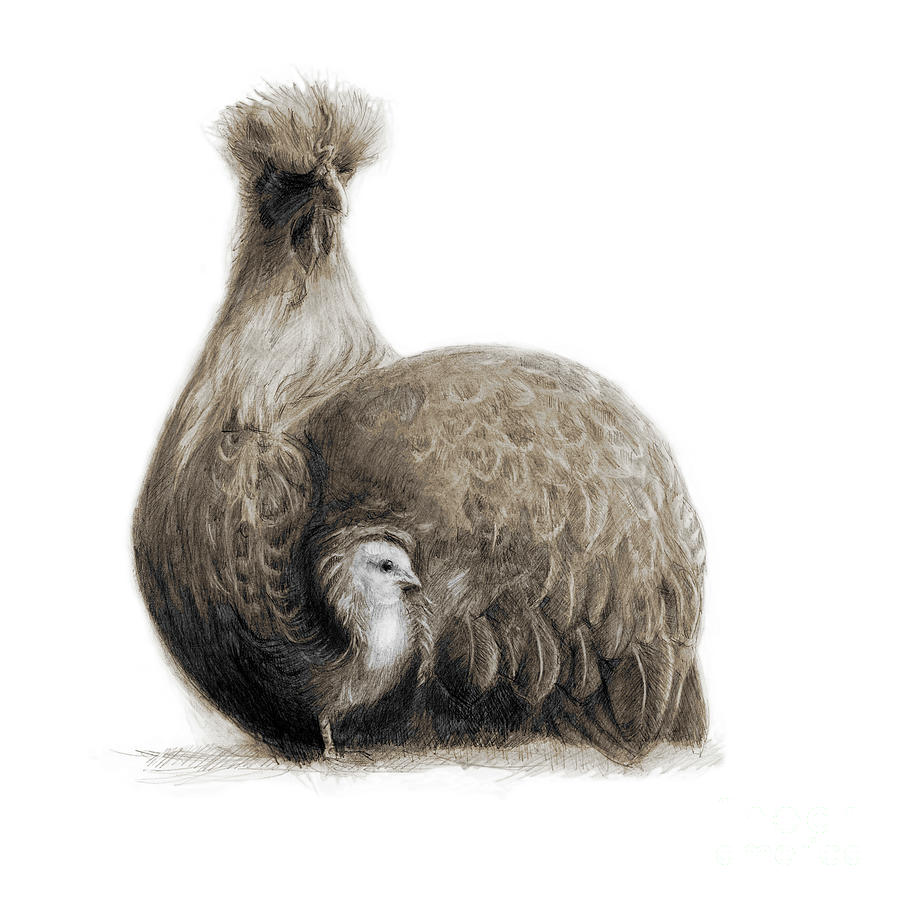 Mum and chick Drawing by Robert Douglas