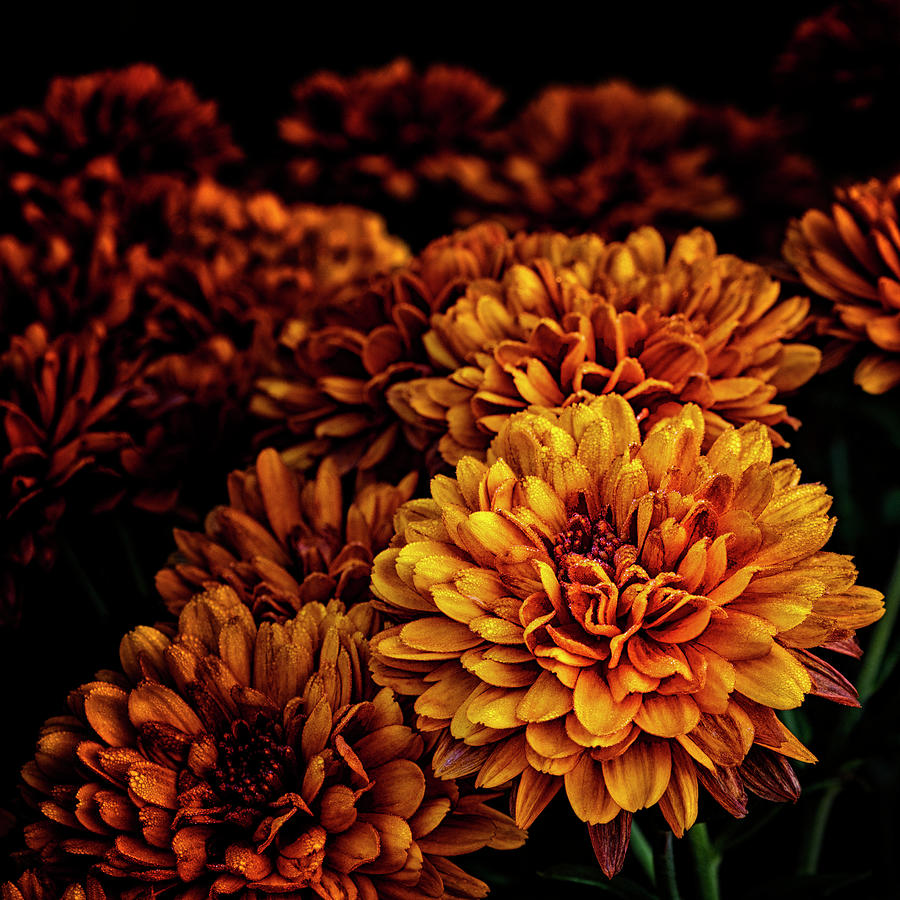 Flower Photograph - Mums After The Rain by Denise Harty