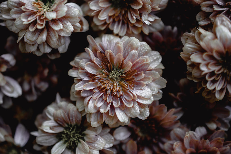 Mums Photograph by Evan Foster