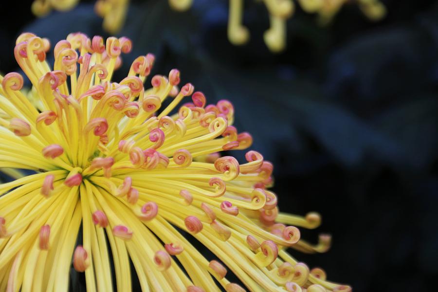 Nature Photograph - Mums Not The Word by Larry Kniskern Nature Photograph - Mums Not The Word by Larry Kniskern