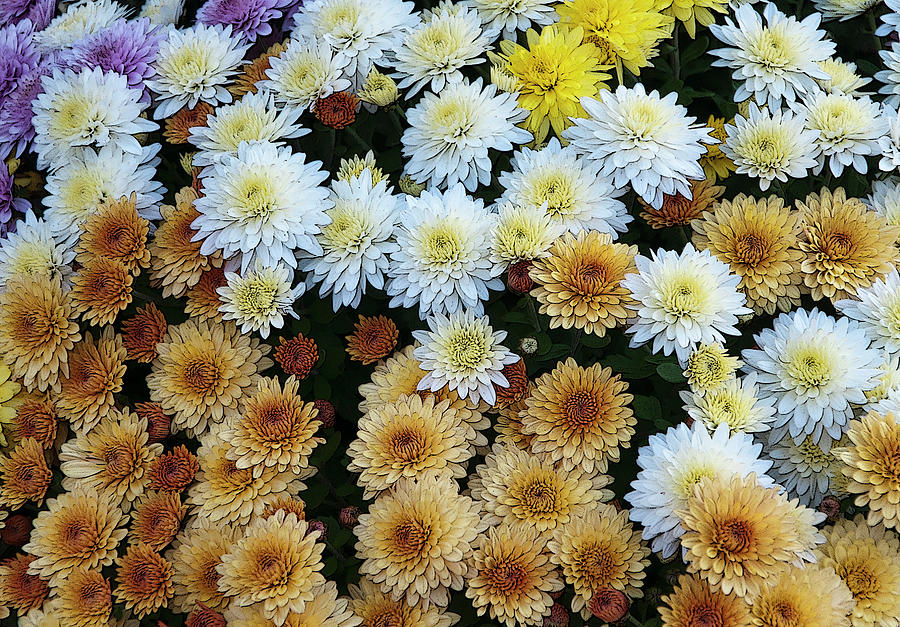 Mums of Many Colors Photograph by Cathy Kovarik