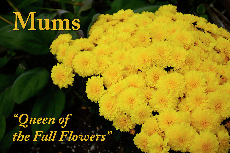 Mums, Queen of the Fall Flowers Digital Art by Angie Tirado
