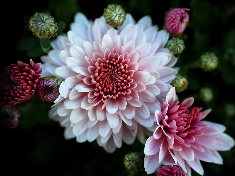 Flower Photograph - Mums the word by Ronda Ryan