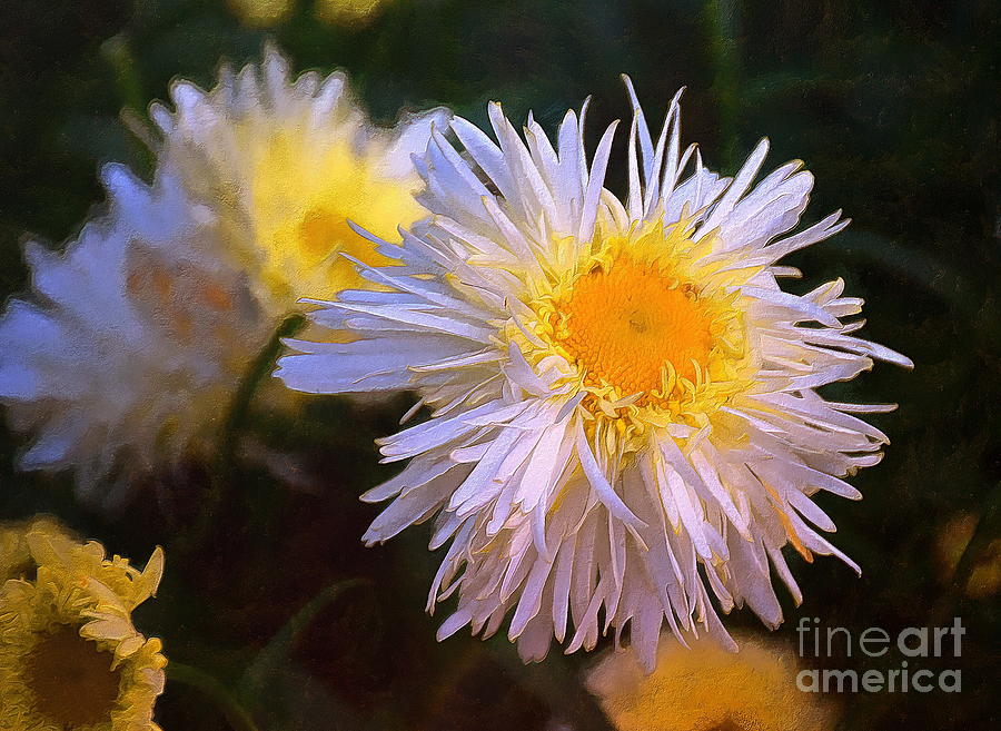 Asters in the Evening Photograph by Sea Change Vibes