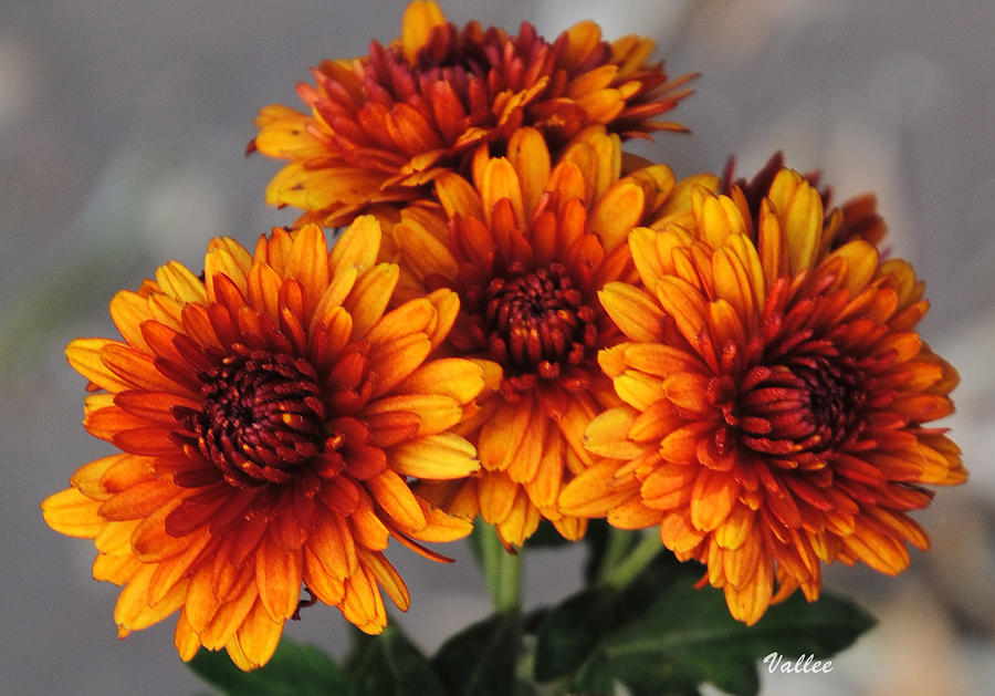 Mums Photograph by Vallee Johnson