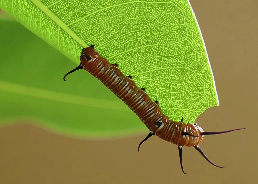 Munching Caterpillar Photograph by Maryse Jansen