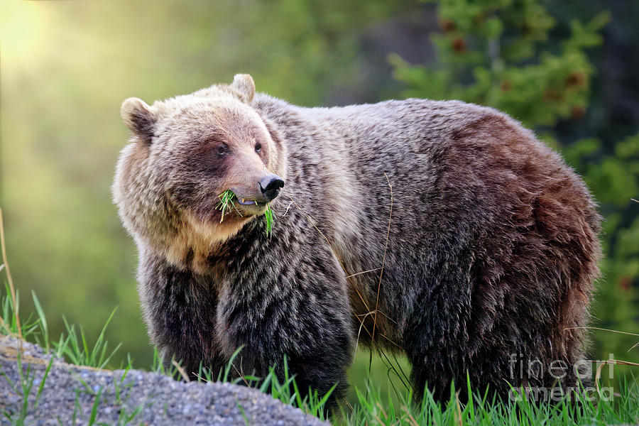 Munching Grizzly Photograph by Thomas Nay